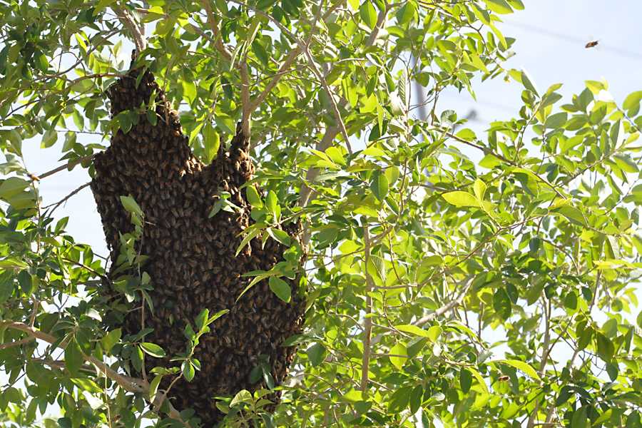 A swarm of bees congregates by the administration office Wednesday morning.