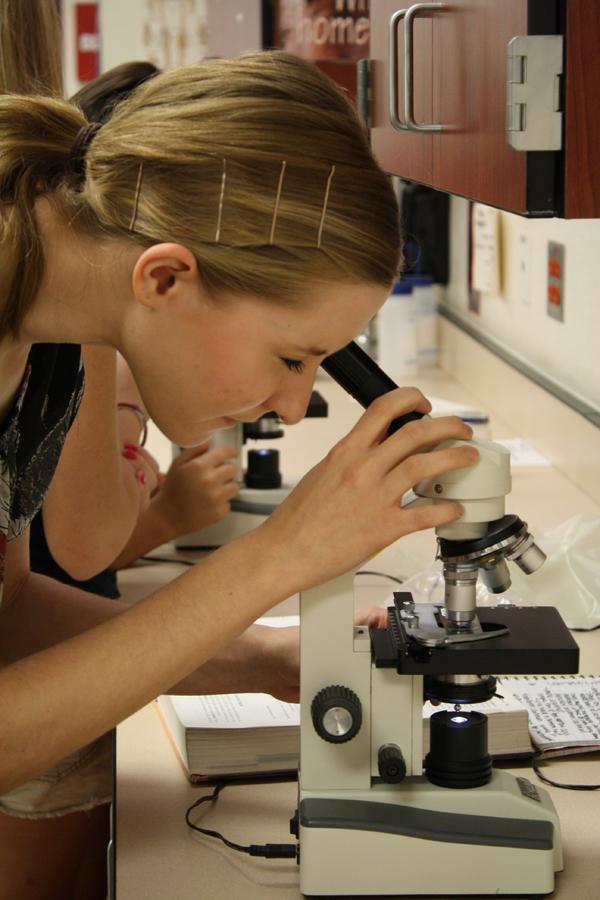 Senior Hayley Wilson uses a microscope in her 4th hour human biology class. According to CUSD, if the budget override fails in this Novembers election, classes like Wilsons may undergo serious changes in the future.
