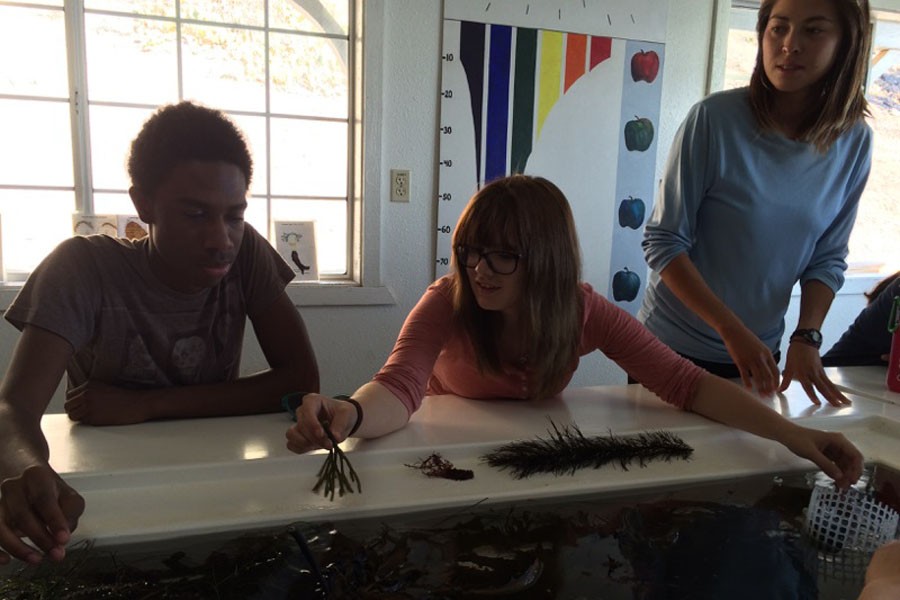Justin Hooks and Lexi Garrabrant participate in an algae lab overlooked by Theresa Fukuda, Marine Science Instructor.