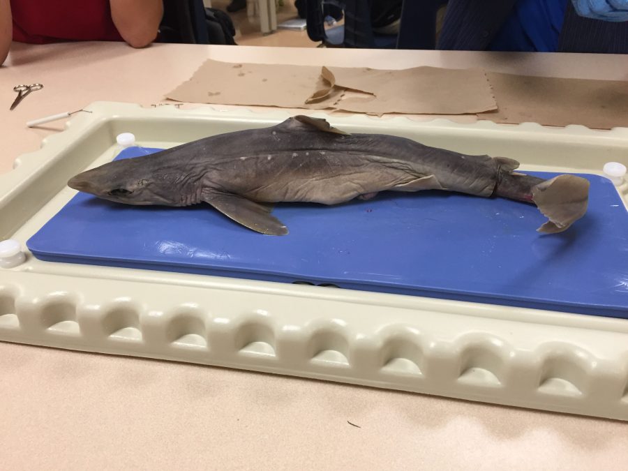 DOGFISH+PRE+DISSECTION