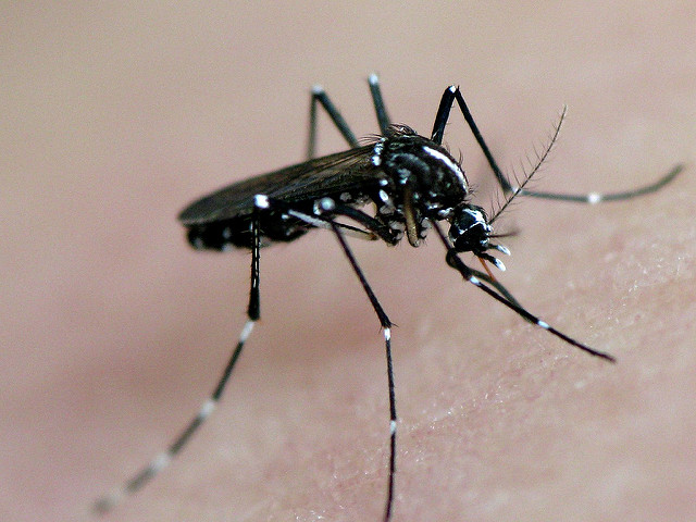 Zika virus and how it affects the U.S.